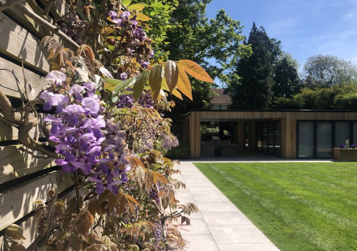 Wisteria in garden