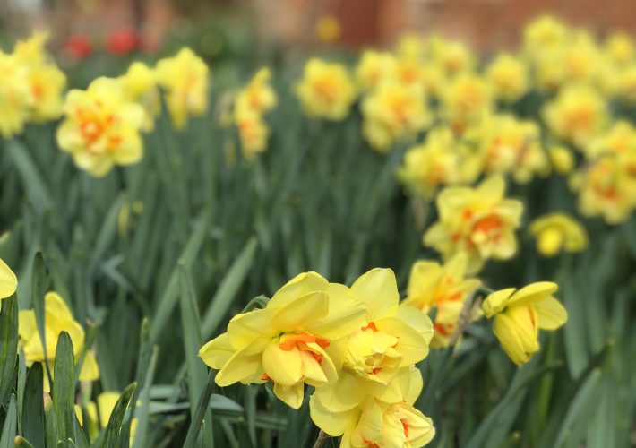Daffodils close up